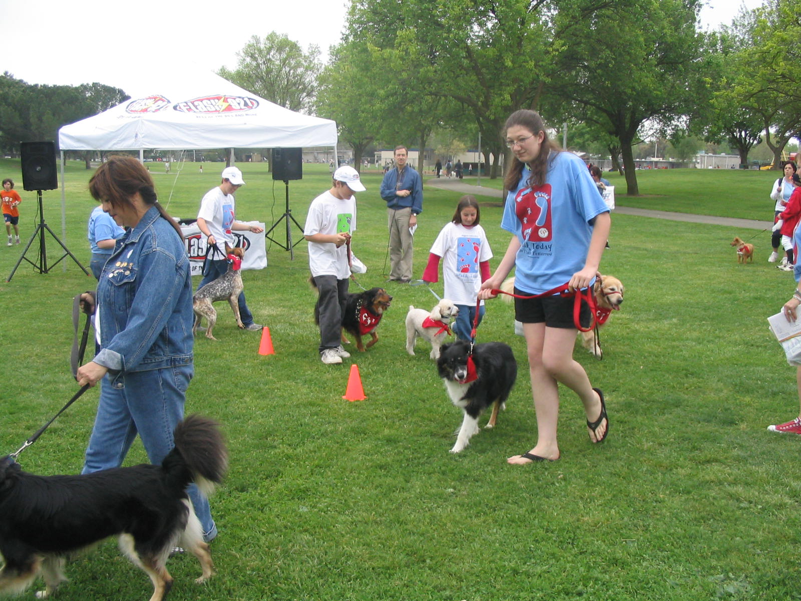 Information about "dog.jpg" on community park dog run Davis LocalWiki